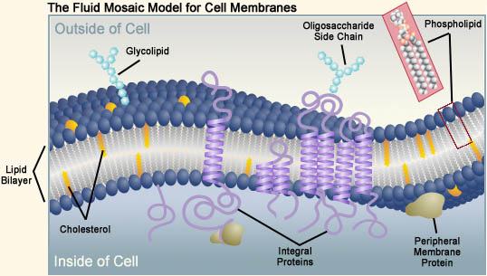 fluid mosaic model of membrane structure